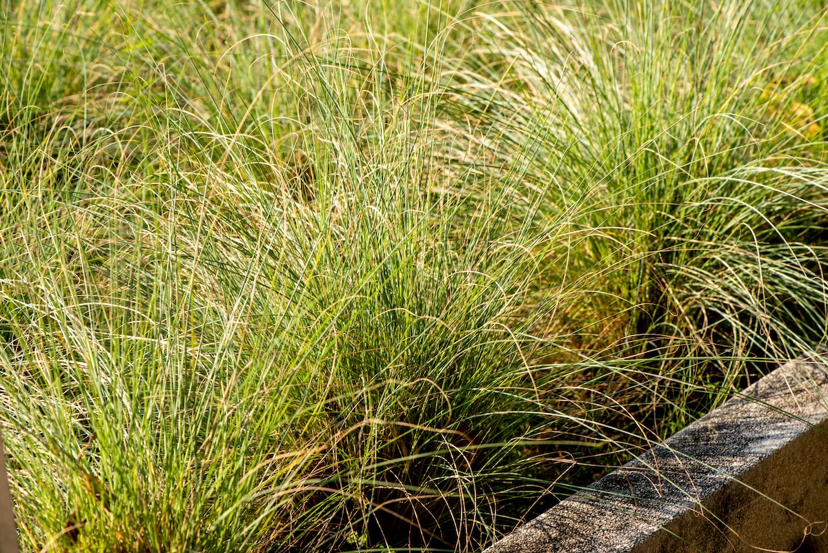 Bluestem as an ornamental grass